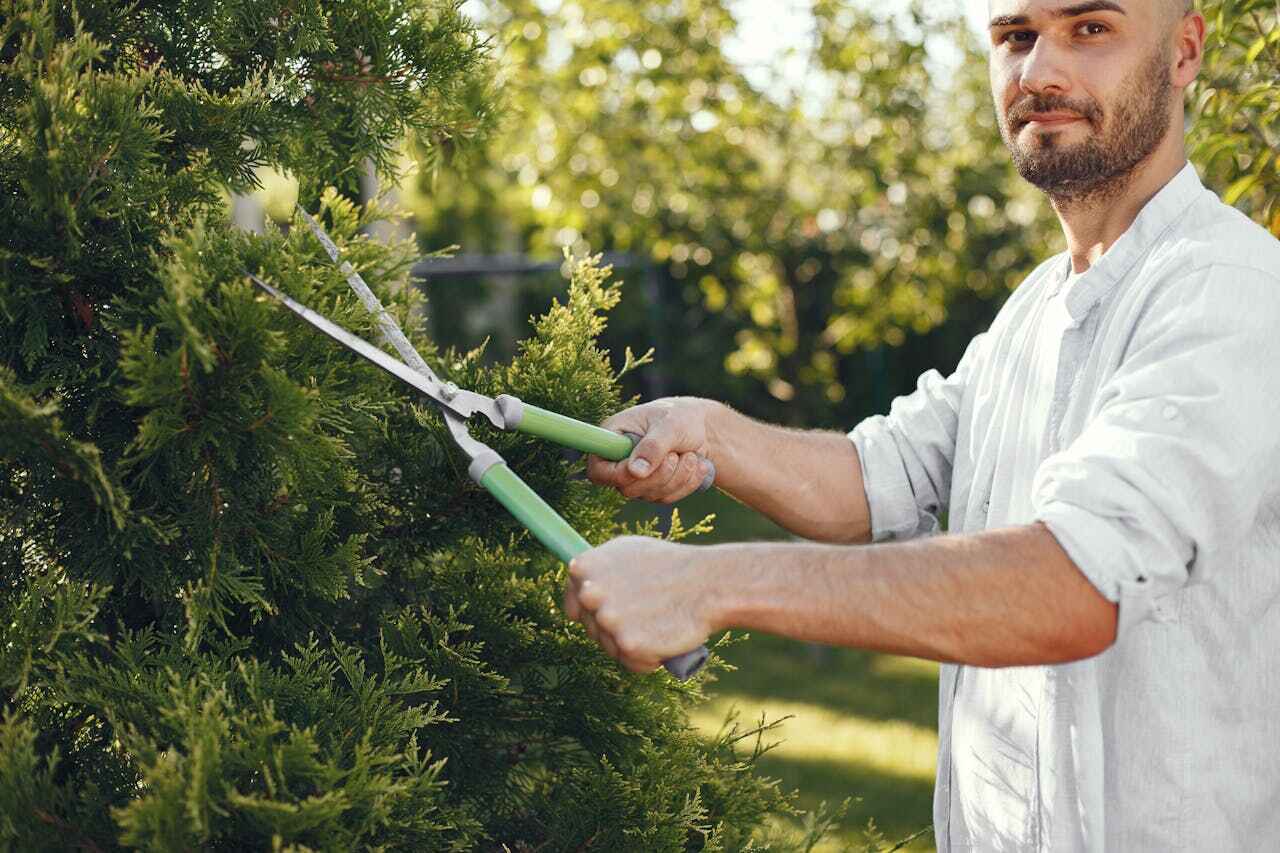 Best Tree Removal Near Me  in Boynton Beach, FL